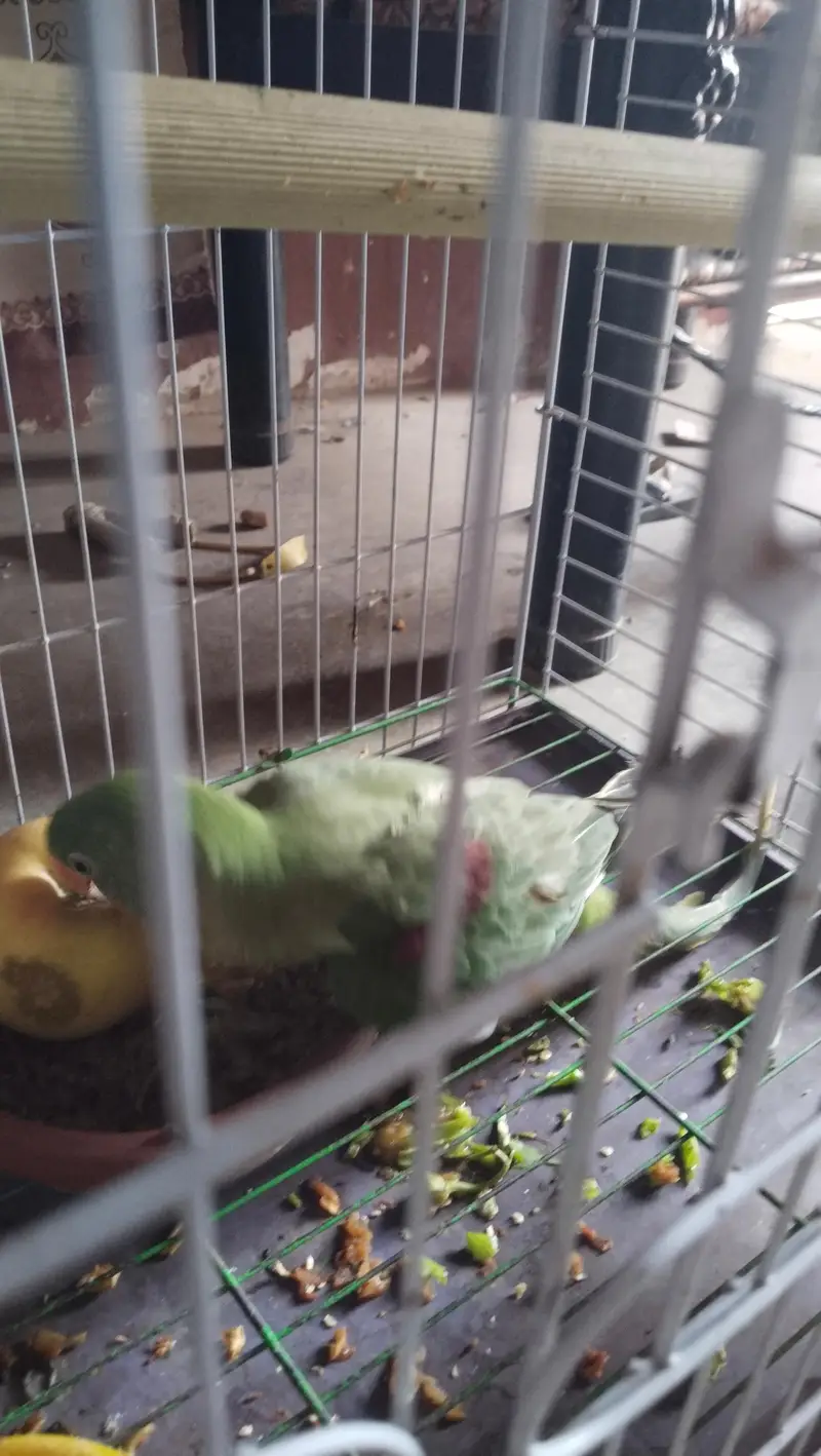 kashmiri Alexander Parrot male full HandTam — photo 7