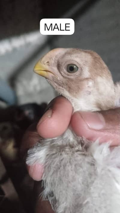 Pure White Parrotbeak Top Quality Chicks Pair