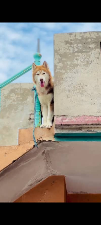 Siberian husky A+ breed
