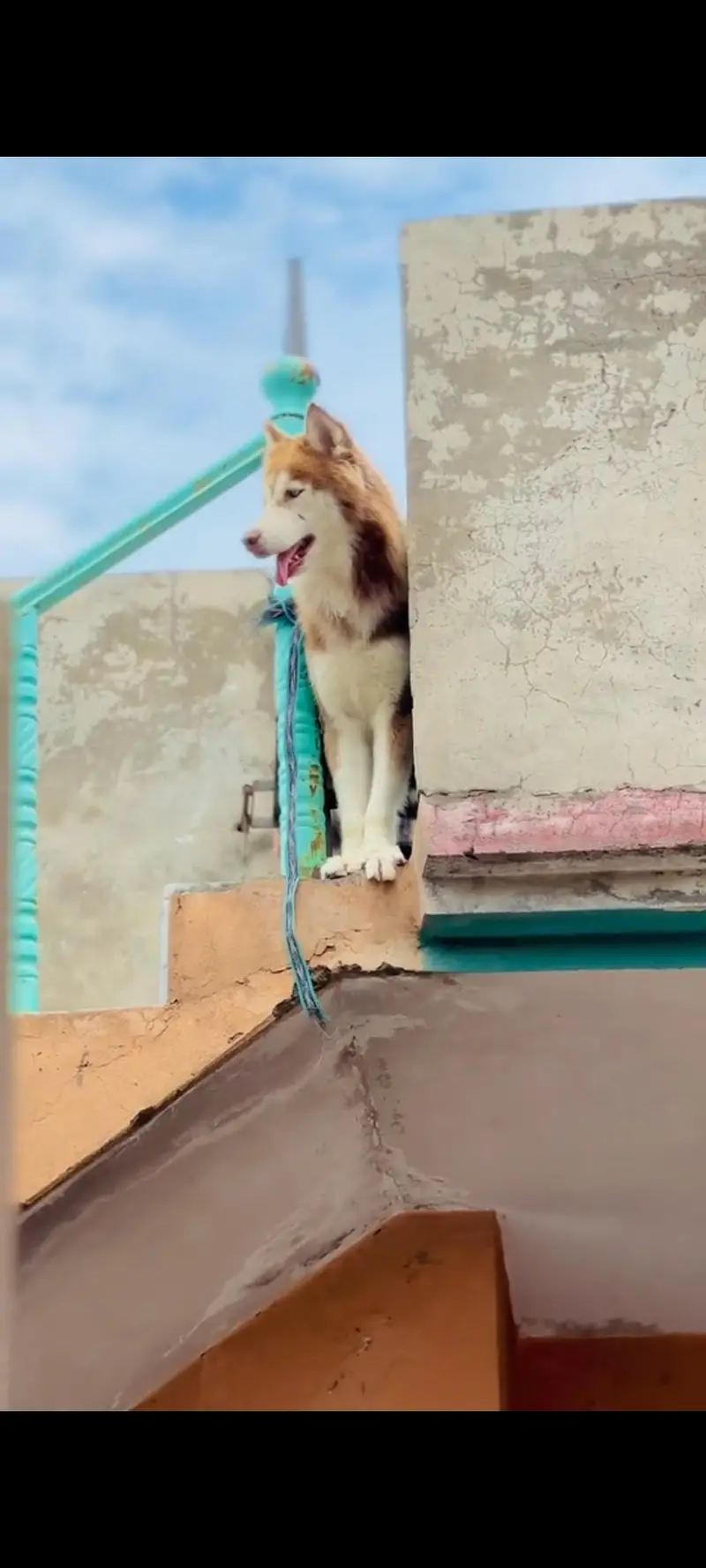 Siberian husky A+ breed — photo 2