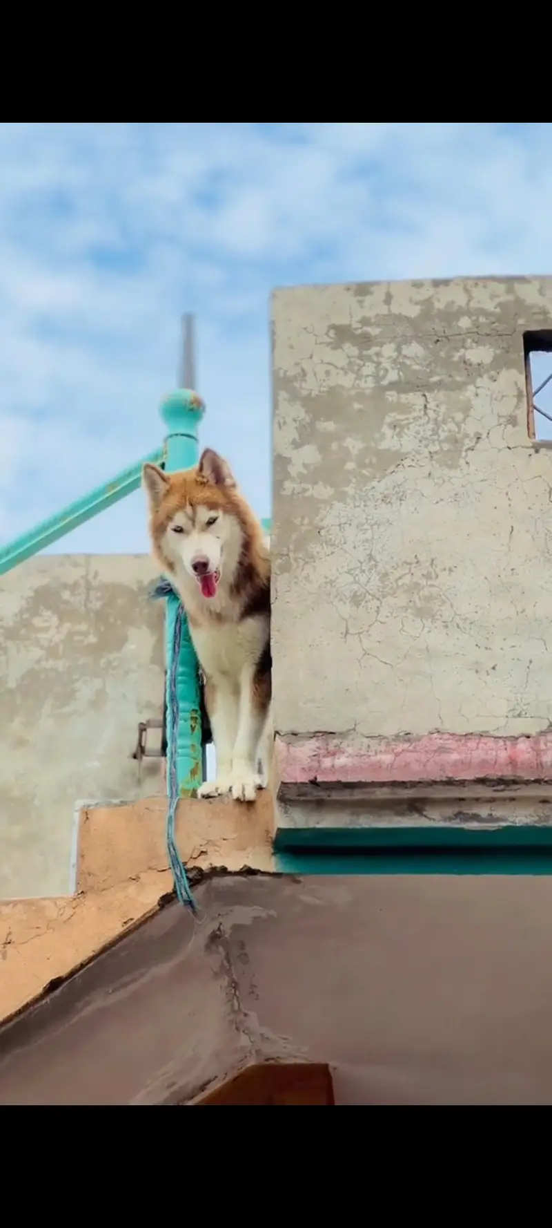 Siberian husky A+ breed — photo 3