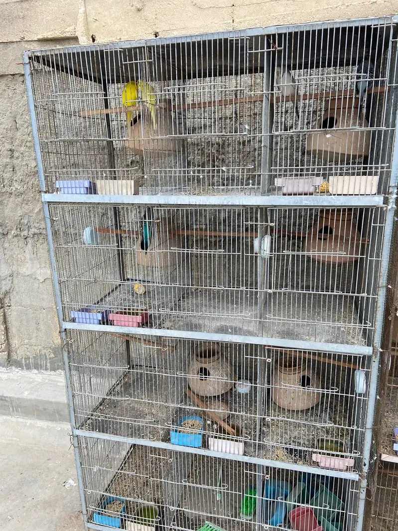 12 portion cage for birds — photo 2
