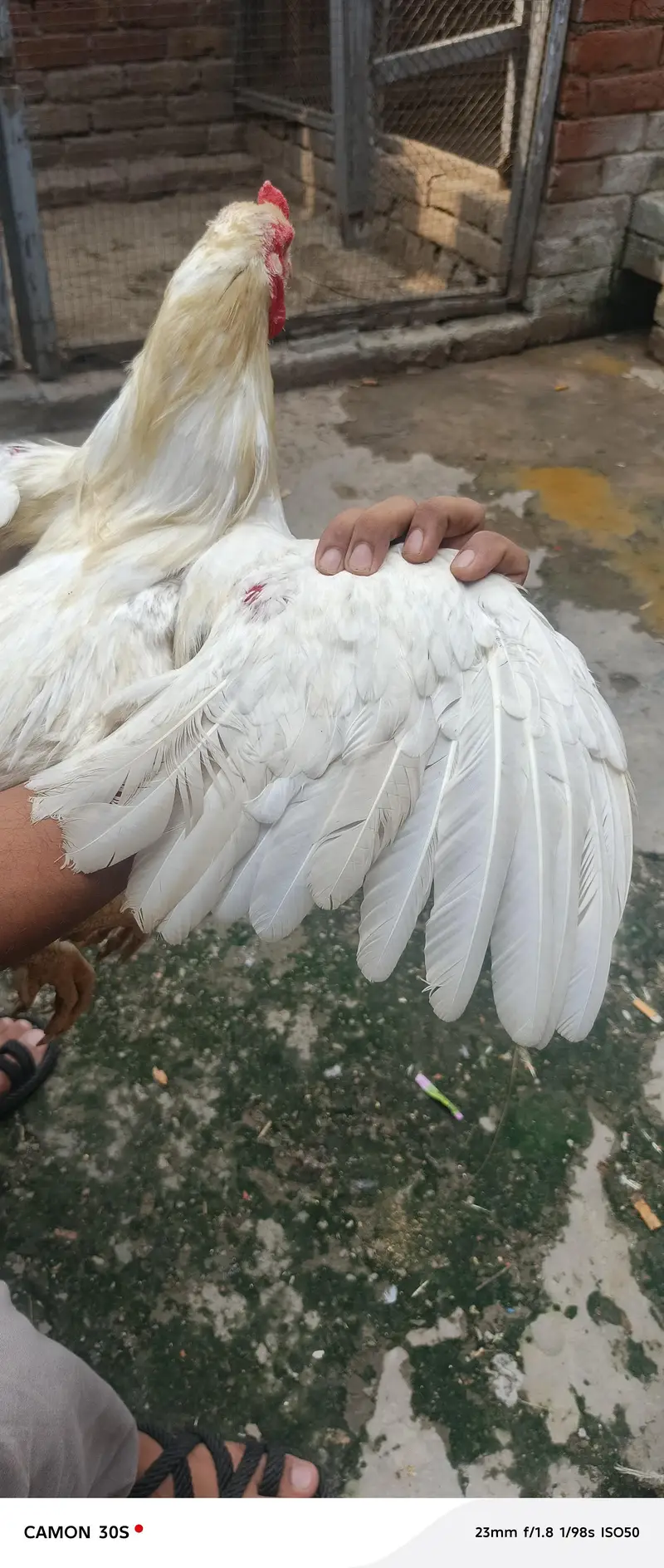 Hera Male or Shamo female — photo 2