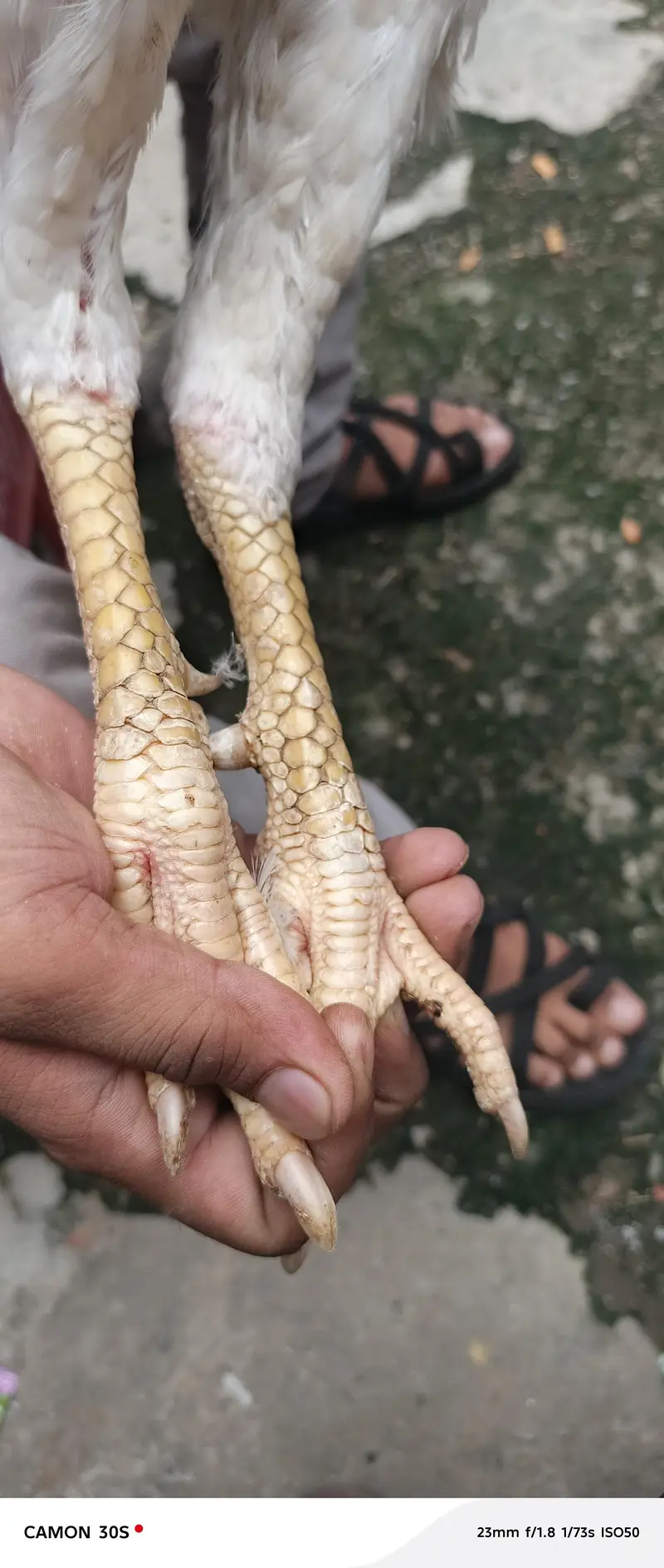 Hera Male or Shamo female — photo 3