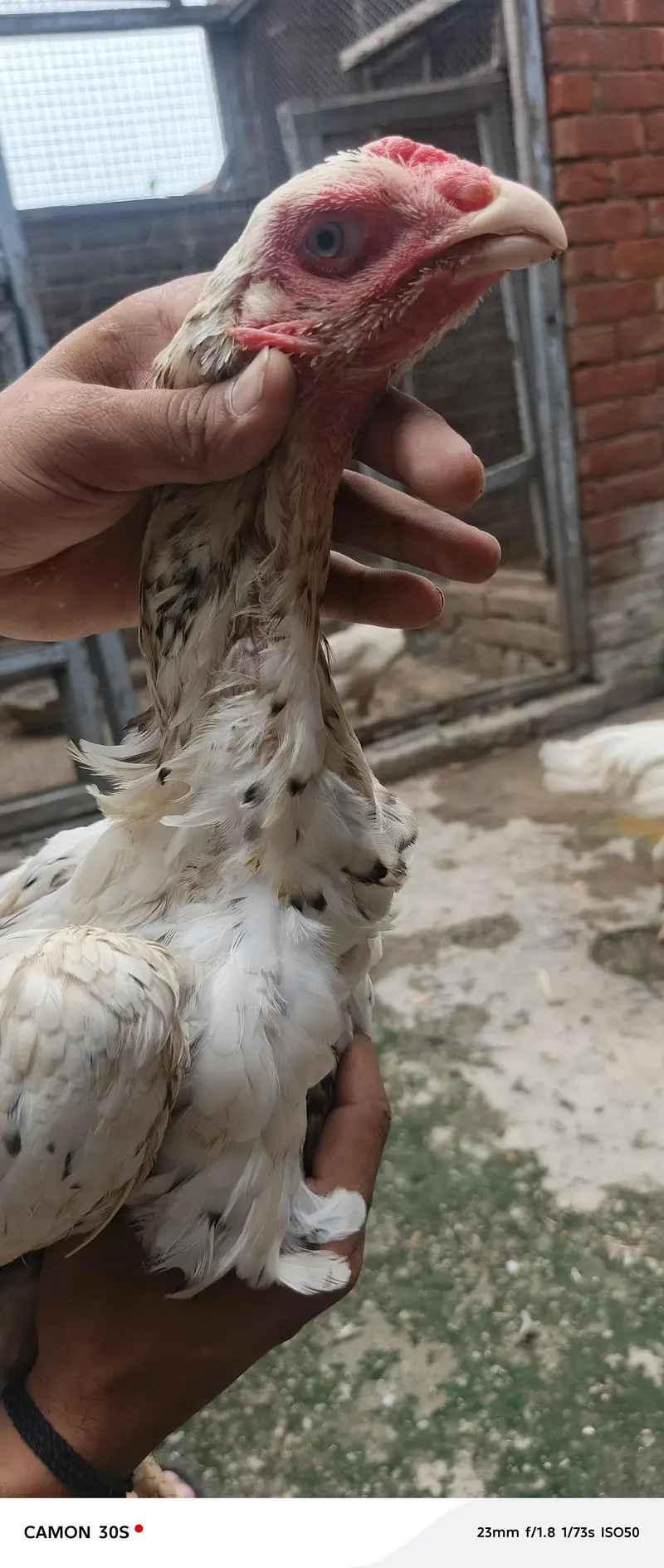 Hera Male or Shamo female — photo 4
