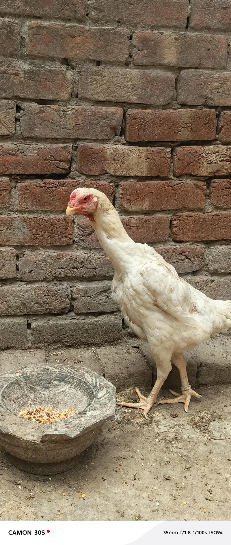 Hera Male or Shamo female — photo 7