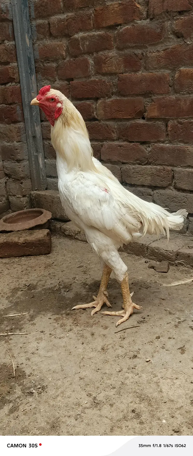 Hera Male or Shamo female — photo 8