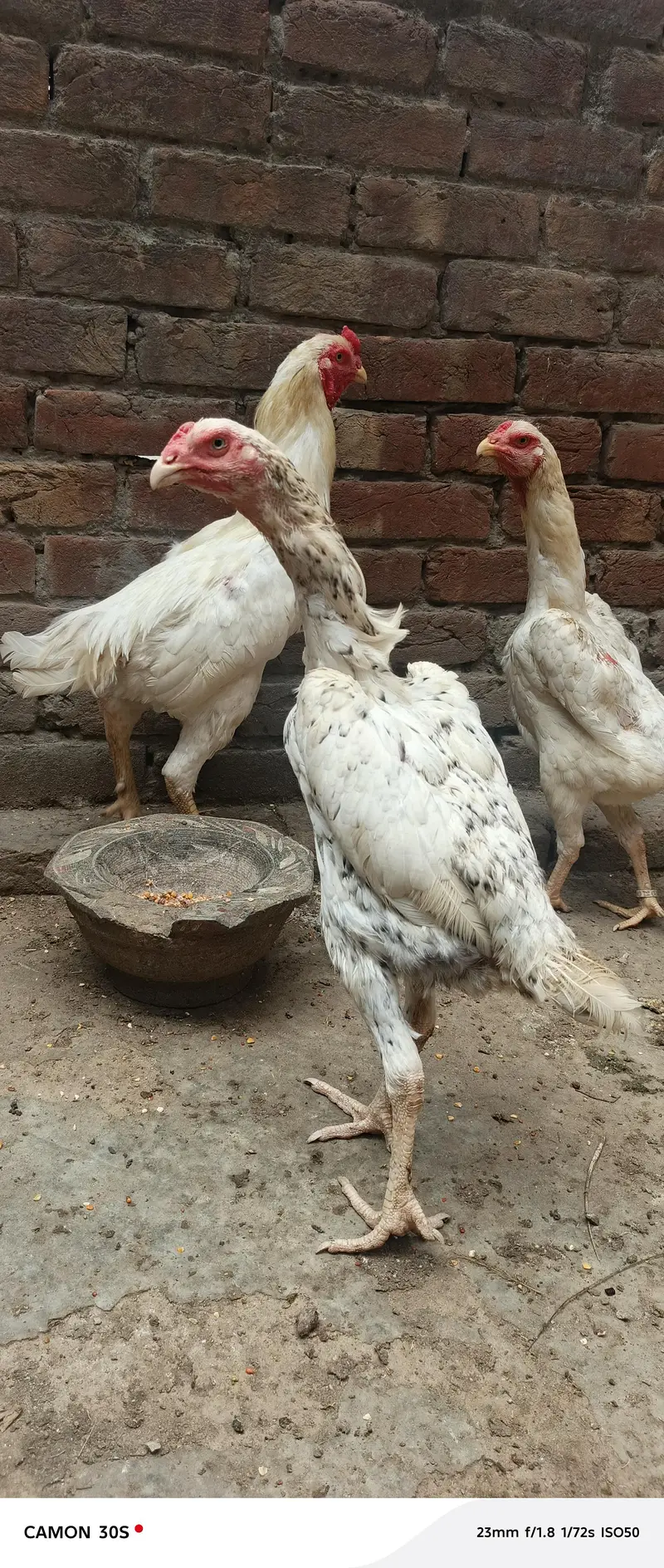 Hera Male or Shamo female — photo 9
