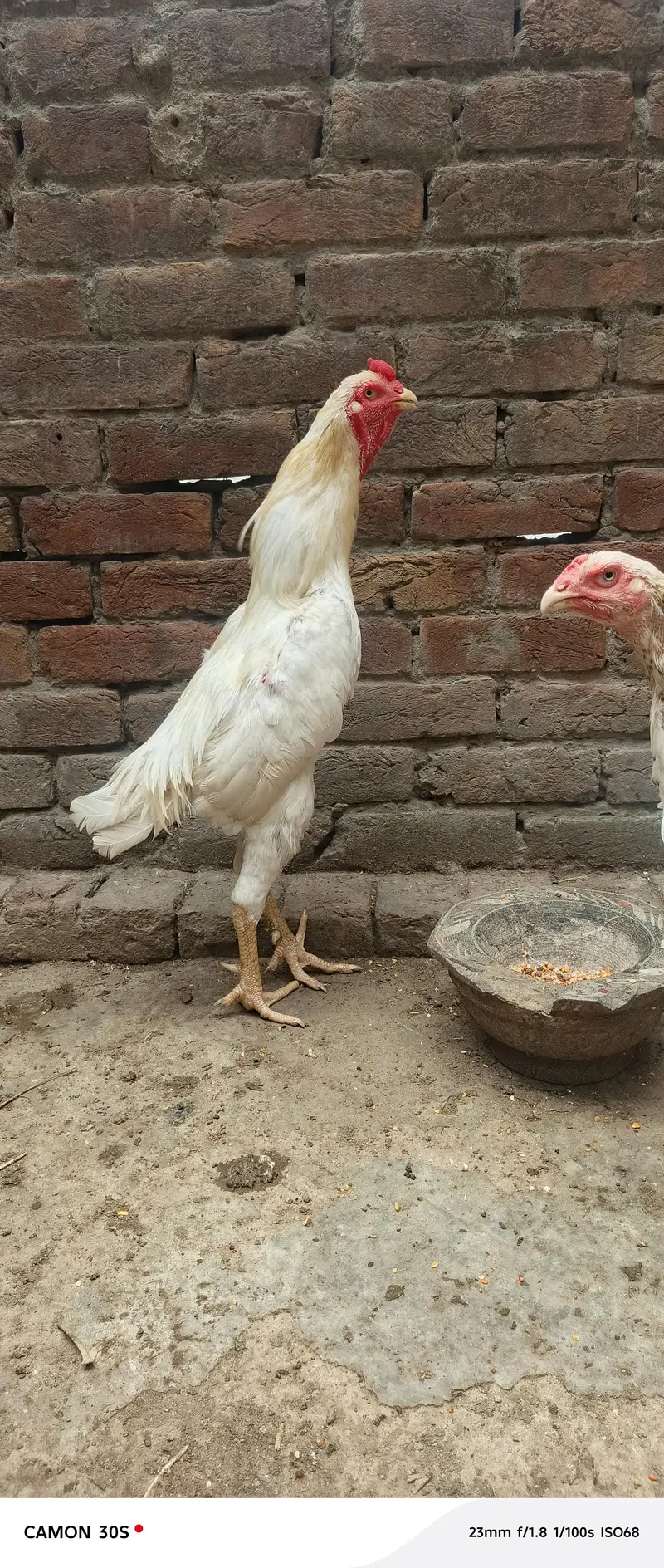 Hera Male or Shamo female — photo 10