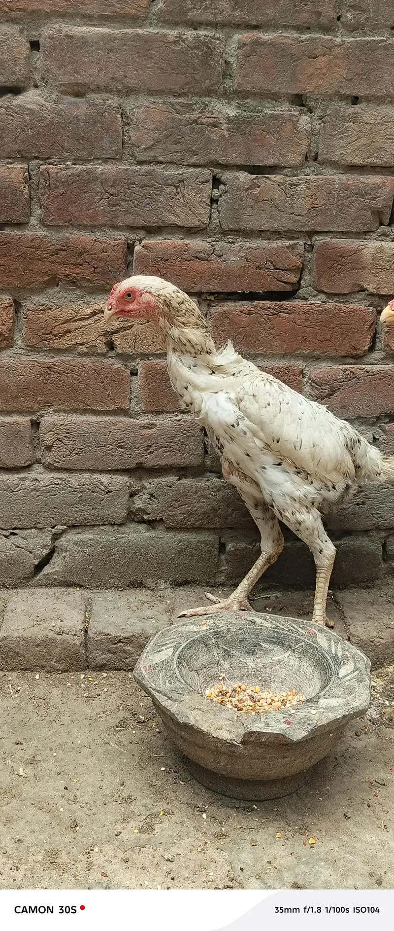 Hera Male or Shamo female — photo 11