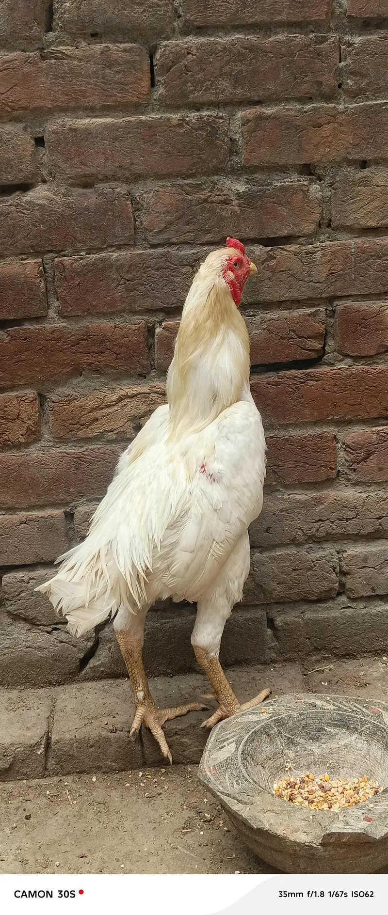 Hera Male or Shamo female — photo 12