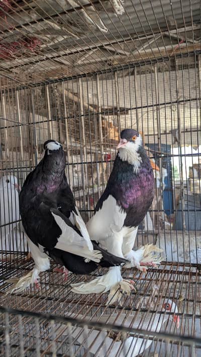 Breeder Pairs Read Description Pouter , King Size , Danish , Magpie