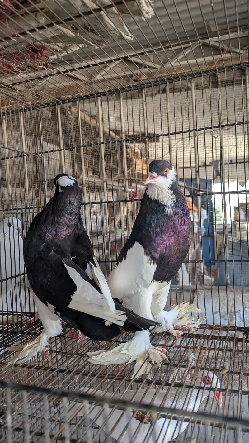 Breeder Pairs Read Description Pouter , King Size , Danish , Magpie