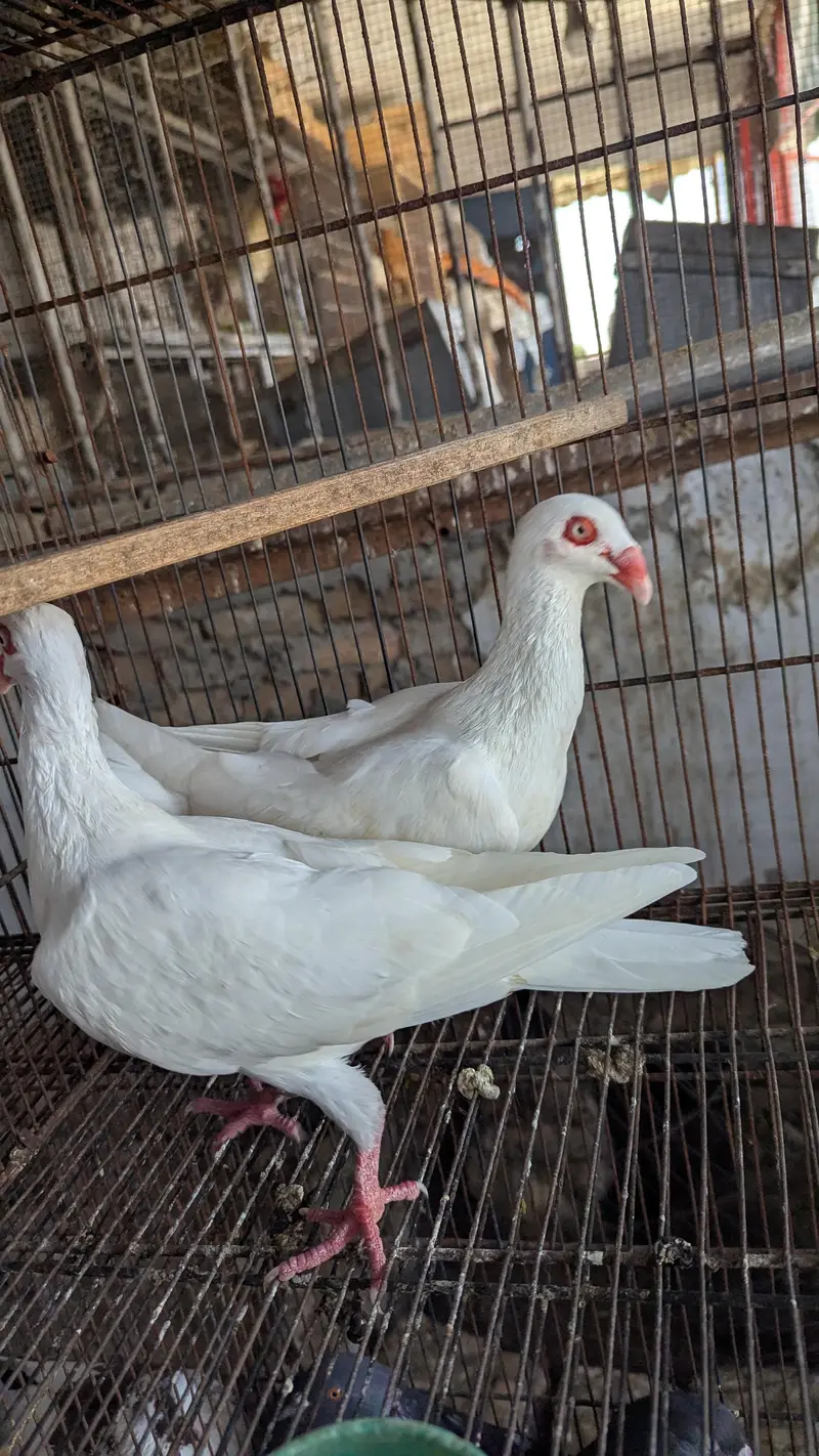 Breeder Pairs Read Description Pouter , King Size , Danish , Magpie — photo 2