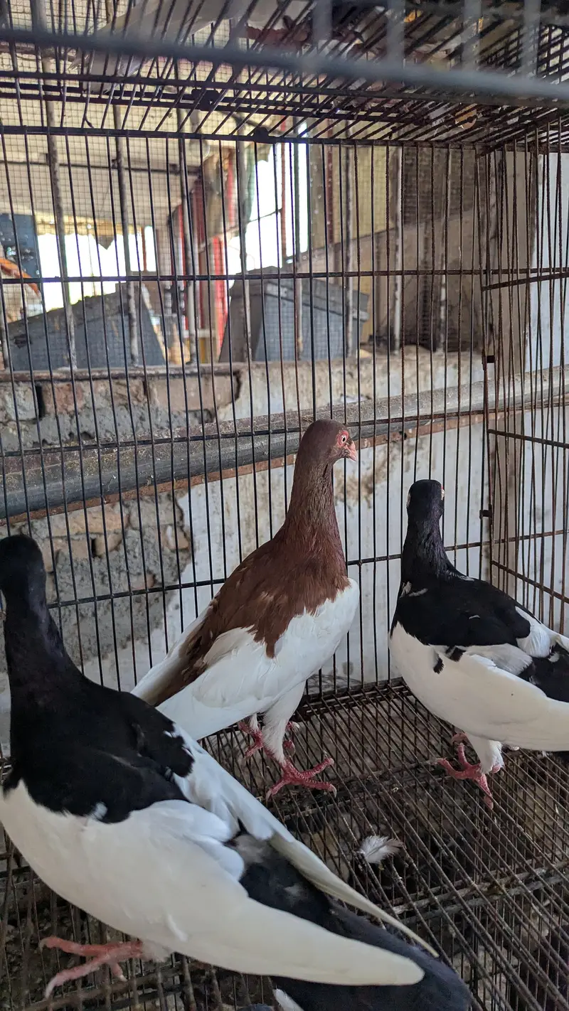 Breeder Pairs Read Description Pouter , King Size , Danish , Magpie — photo 3