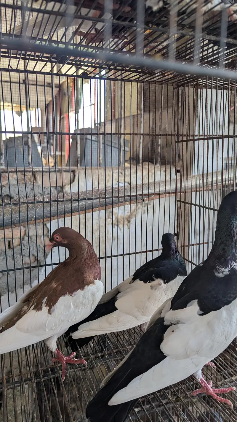 Breeder Pairs Read Description Pouter , King Size , Danish , Magpie — photo 4