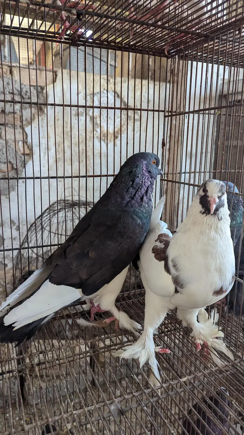 Breeder Pairs Read Description Pouter , King Size , Danish , Magpie — photo 5