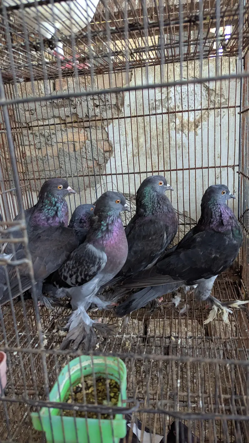 Breeder Pairs Read Description Pouter , King Size , Danish , Magpie — photo 6