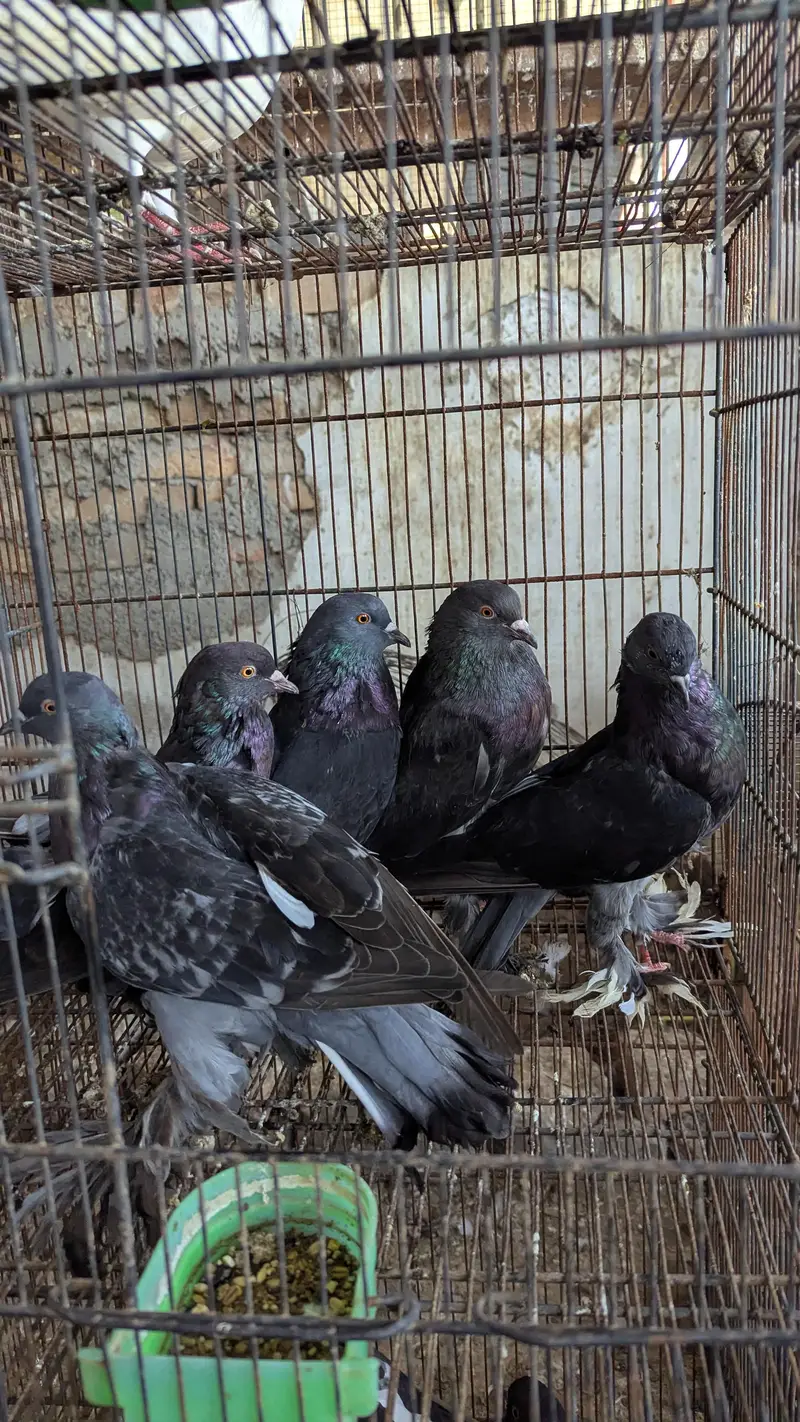 Breeder Pairs Read Description Pouter , King Size , Danish , Magpie — photo 7