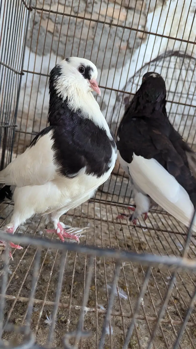 Breeder Pairs Read Description Pouter , King Size , Danish , Magpie — photo 8