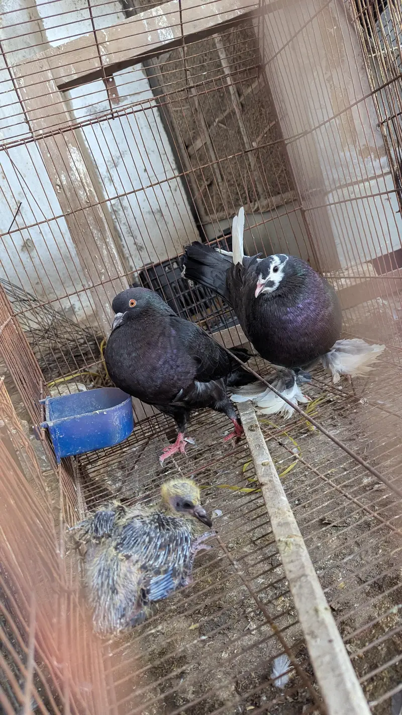 Breeder Pairs Read Description Pouter , King Size , Danish , Magpie — photo 10
