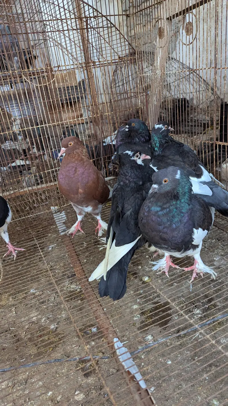 Breeder Pairs Read Description Pouter , King Size , Danish , Magpie — photo 11