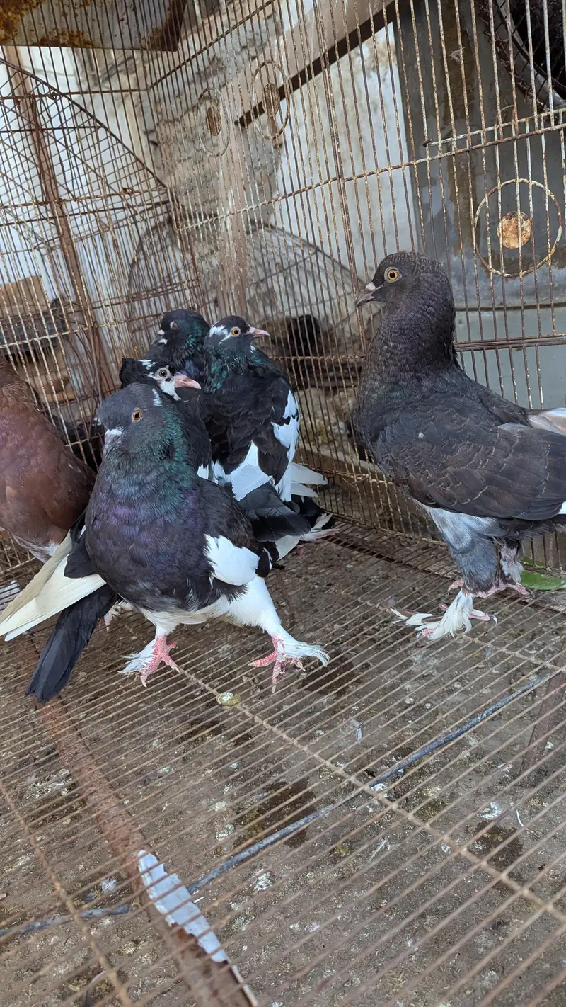 Breeder Pairs Read Description Pouter , King Size , Danish , Magpie — photo 12