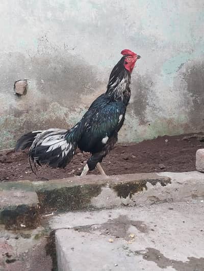 Aseel Mushka Lasaani