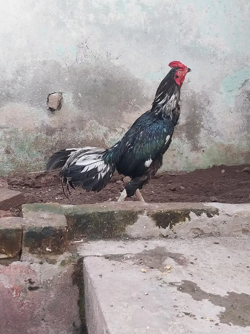 Aseel Mushka Lasaani — photo 2