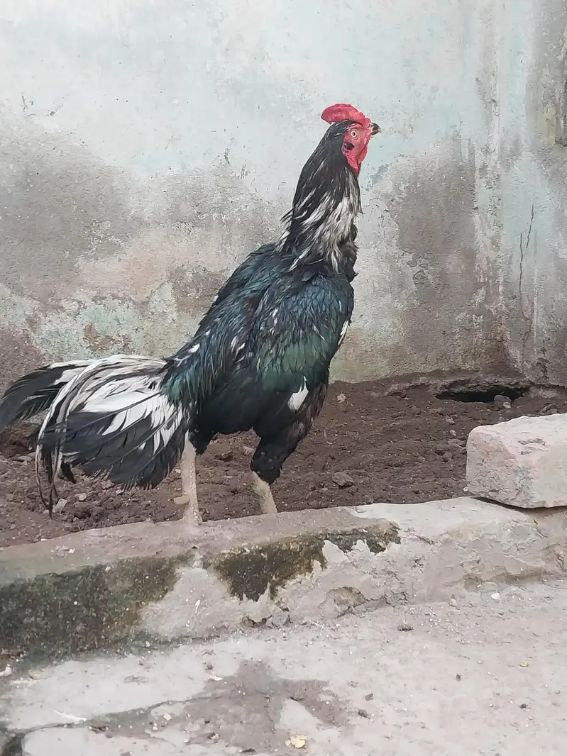 Aseel Mushka Lasaani — photo 3