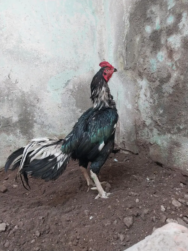 Aseel Mushka Lasaani — photo 4
