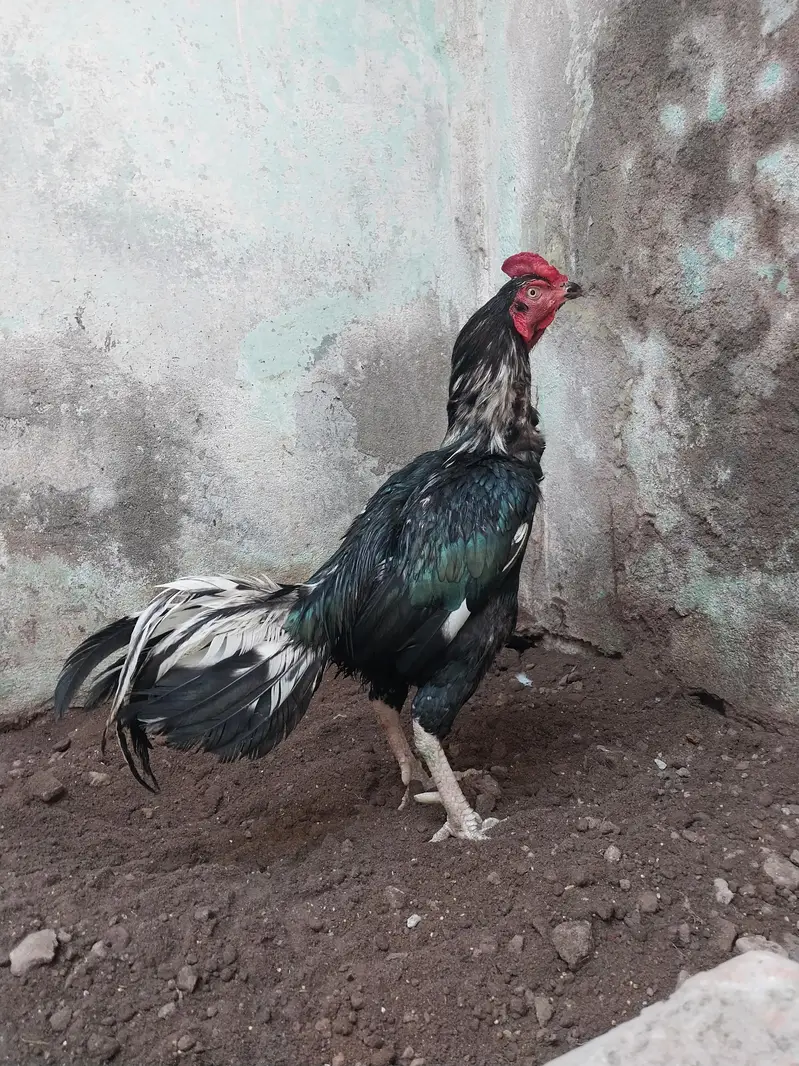 Aseel Mushka Lasaani — photo 5