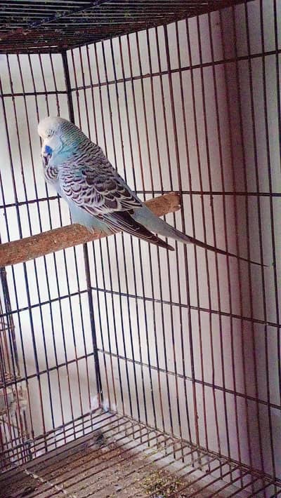 exhibition UK line budgie and opalines