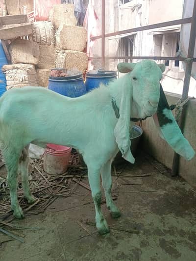 gulabi breeder