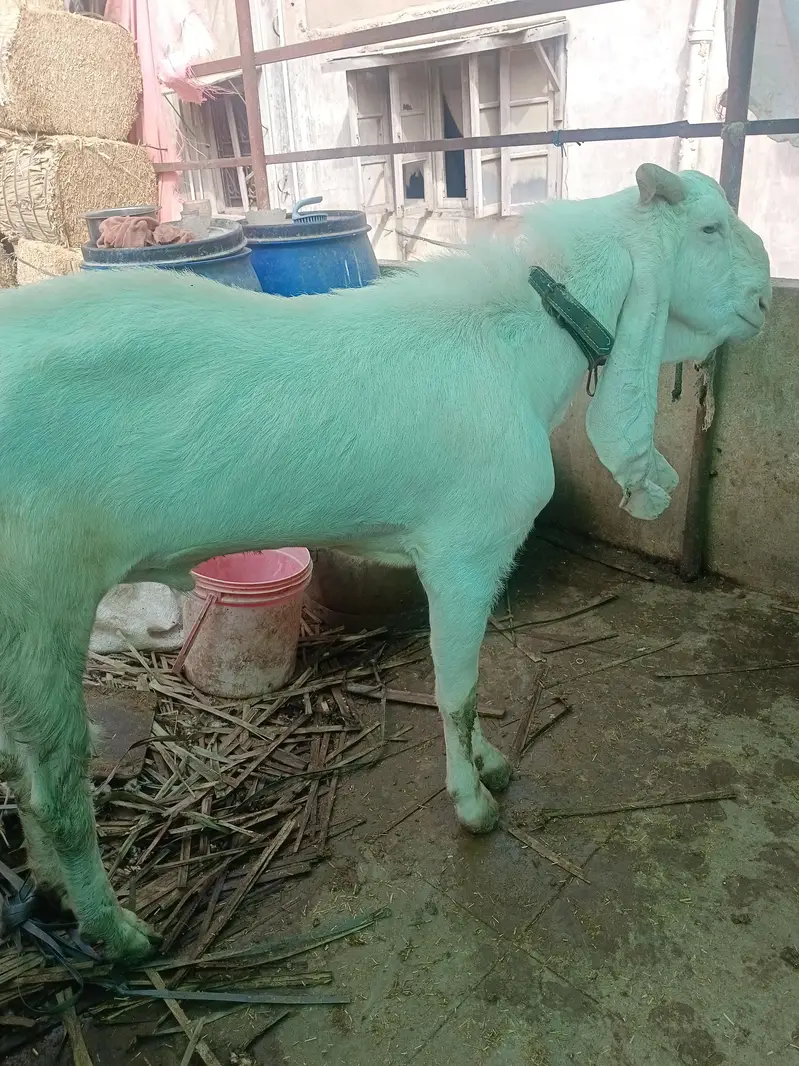gulabi breeder — photo 2