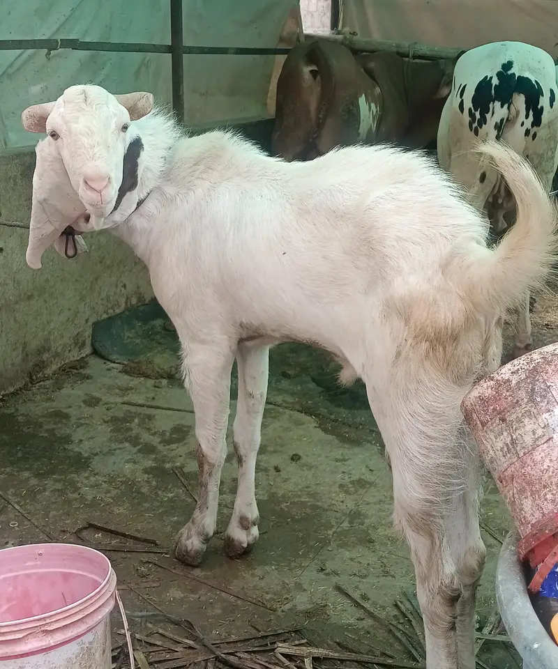 gulabi breeder — photo 3