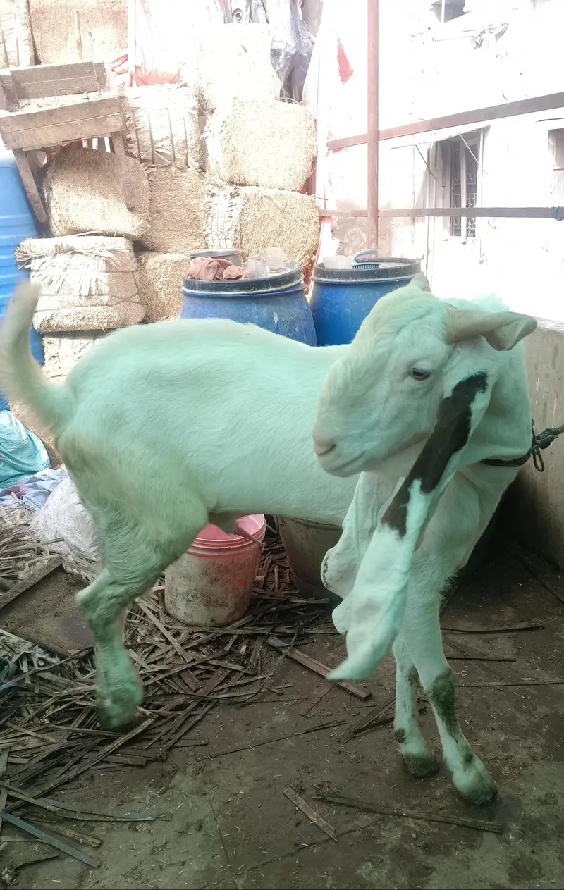 gulabi breeder — photo 4