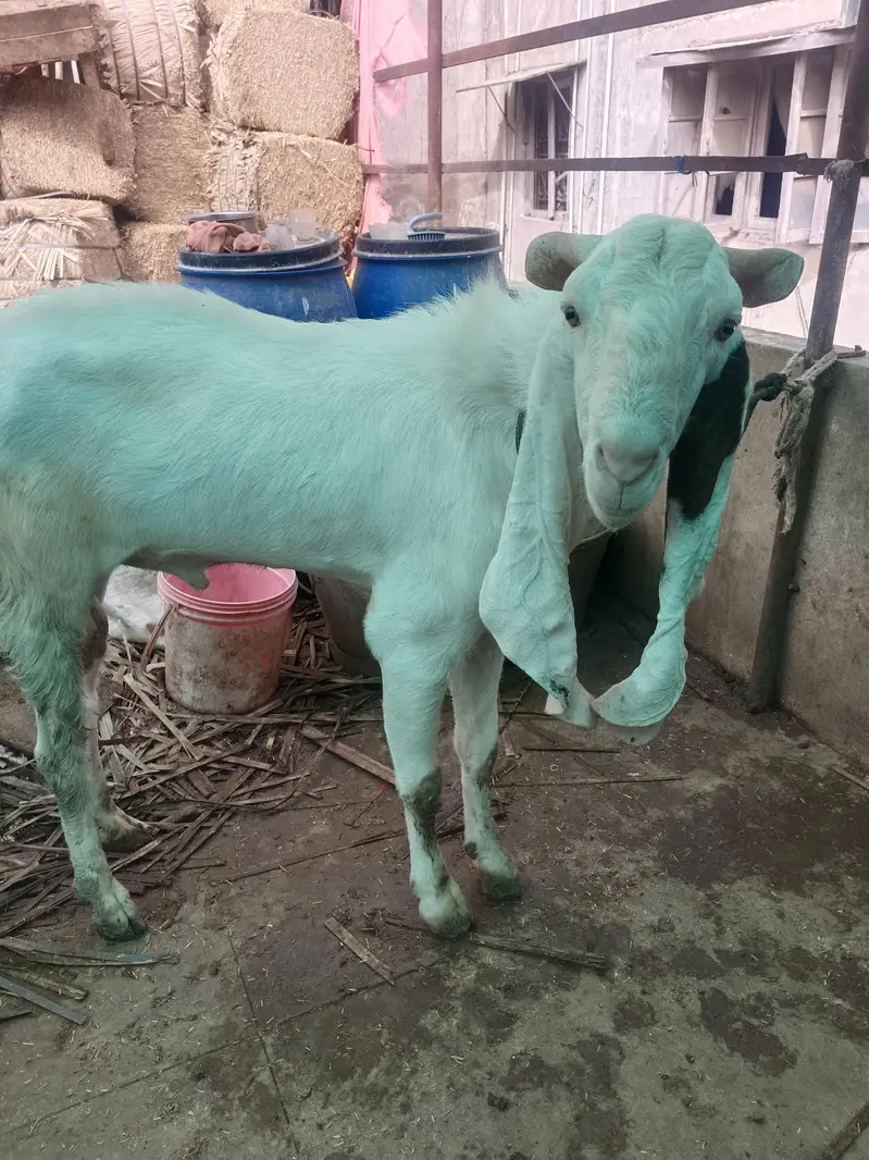 gulabi breeder — photo 5