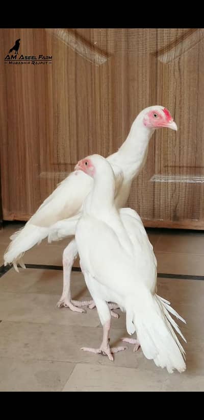 Heera Pair 03100024337