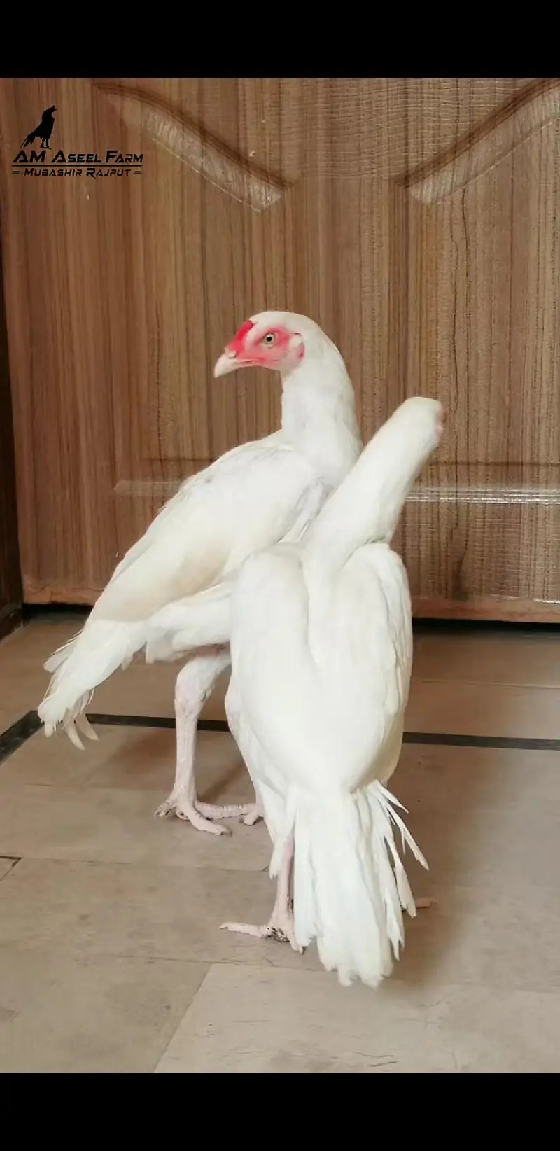 Heera Pair 03100024337 — photo 2