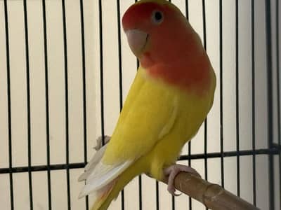 Excellent Lotino Breeder Pair Available For Sale