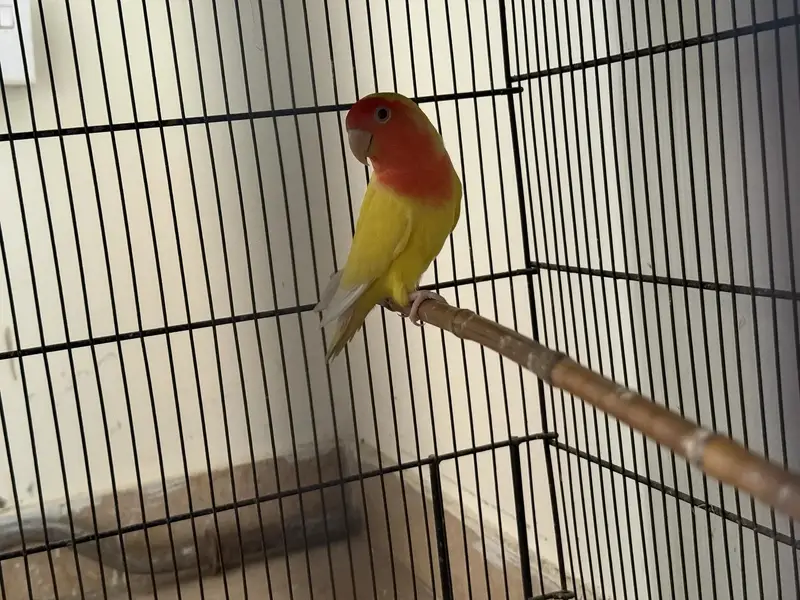 Excellent Lotino Breeder Pair Available For Sale — photo 2
