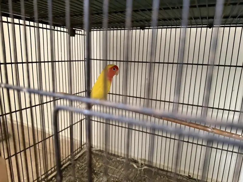 Excellent Lotino Breeder Pair Available For Sale — photo 3