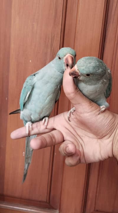 Handtamed zero bite blue ringneck bonded pair