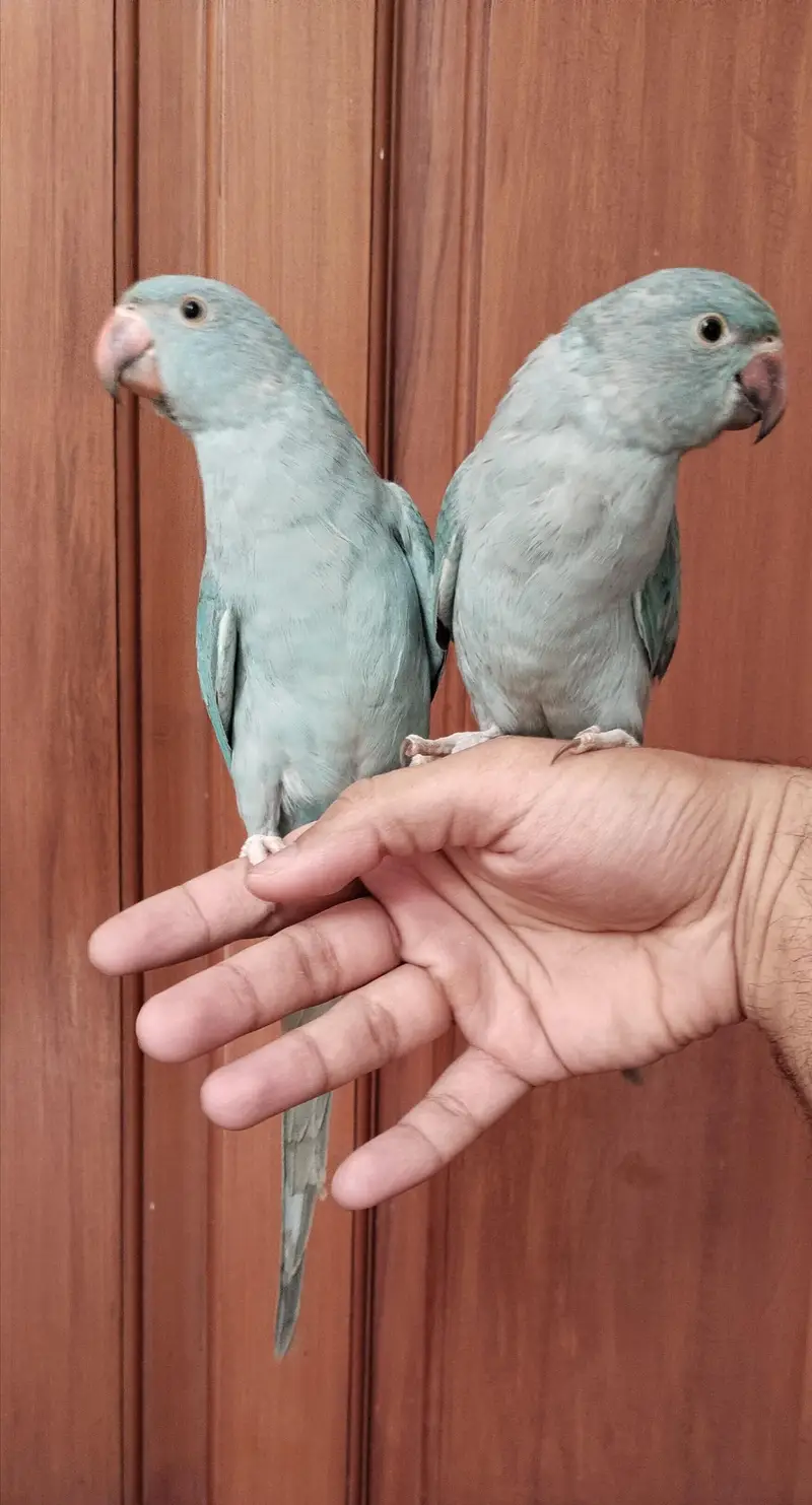 Handtamed zero bite blue ringneck bonded pair — photo 2
