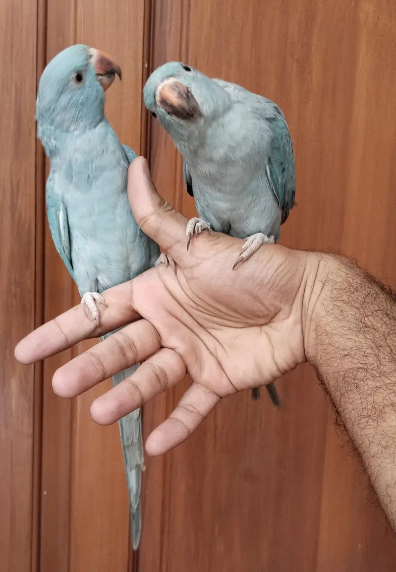 Handtamed zero bite blue ringneck bonded pair — photo 3
