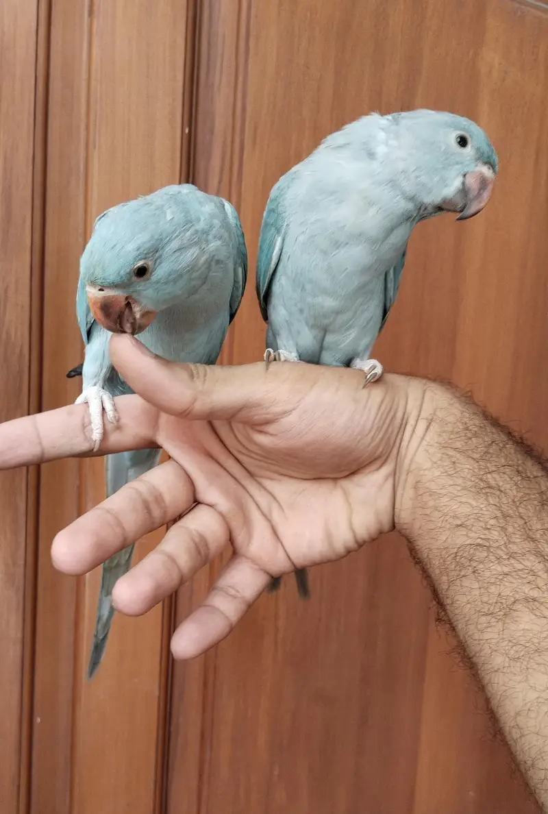 Handtamed zero bite blue ringneck bonded pair — photo 4