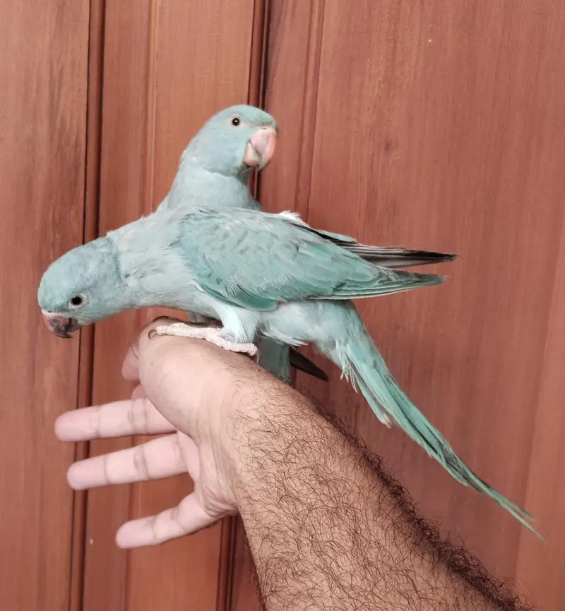Handtamed zero bite blue ringneck bonded pair — photo 5