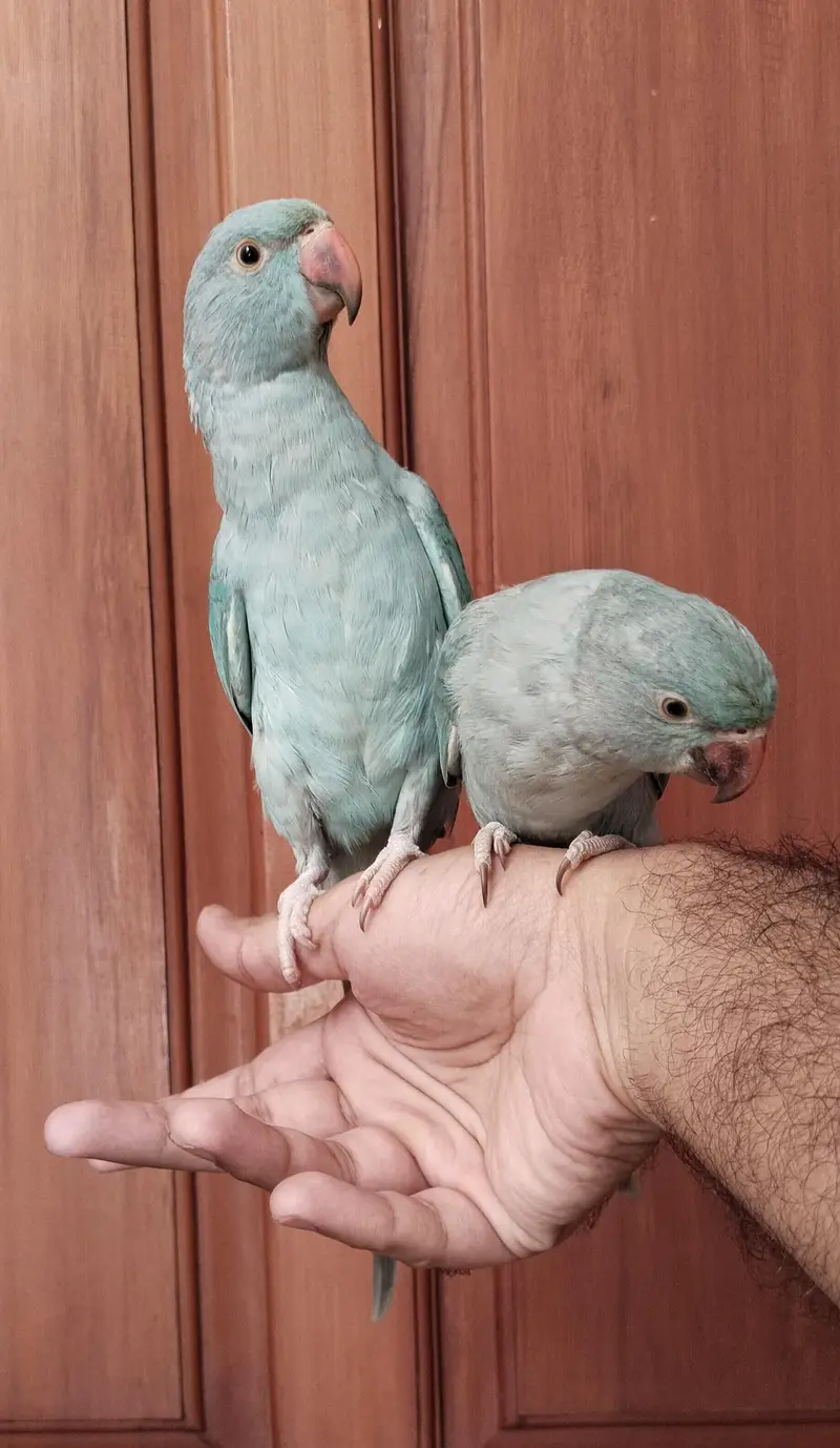 Handtamed zero bite blue ringneck bonded pair — photo 6