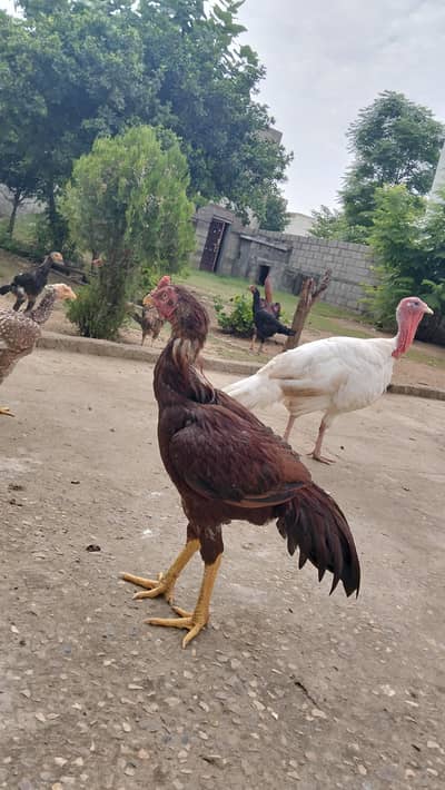 Pakistani Nawabi Aseel
